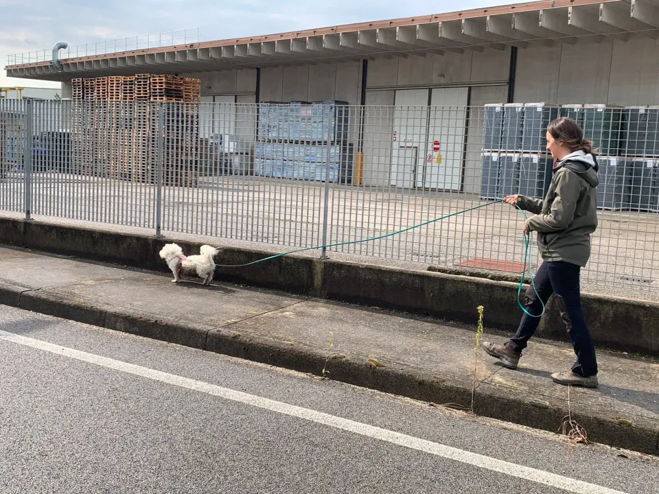 Foto GEM DOG A.S.D.: Corso tecnici di mantrailing FISC di primo livello, Leproso, 17 maggio 2025, foto 10 di 24