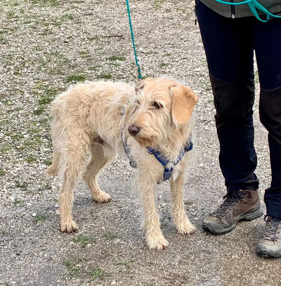 Foto GEM DOG A.S.D.: Corso tecnici di mantrailing FISC di primo livello, Leproso, 17 maggio 2025, foto 11 di 24