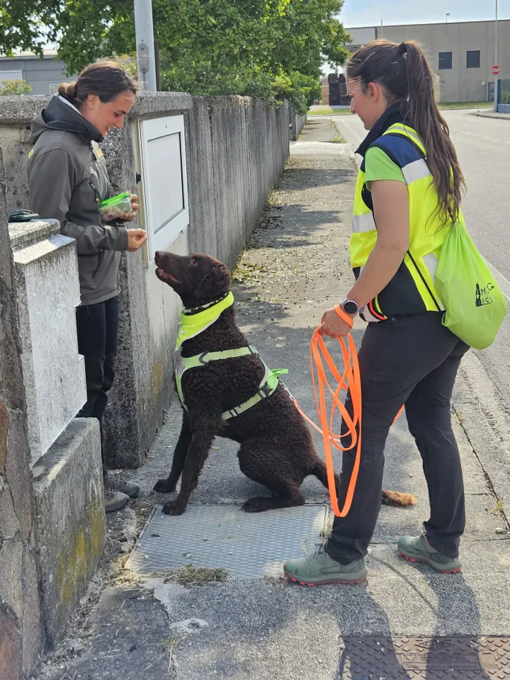 Foto GEM DOG A.S.D.: Corso tecnici di mantrailing FISC di primo livello, Leproso, 17 maggio 2025, foto 14 di 24