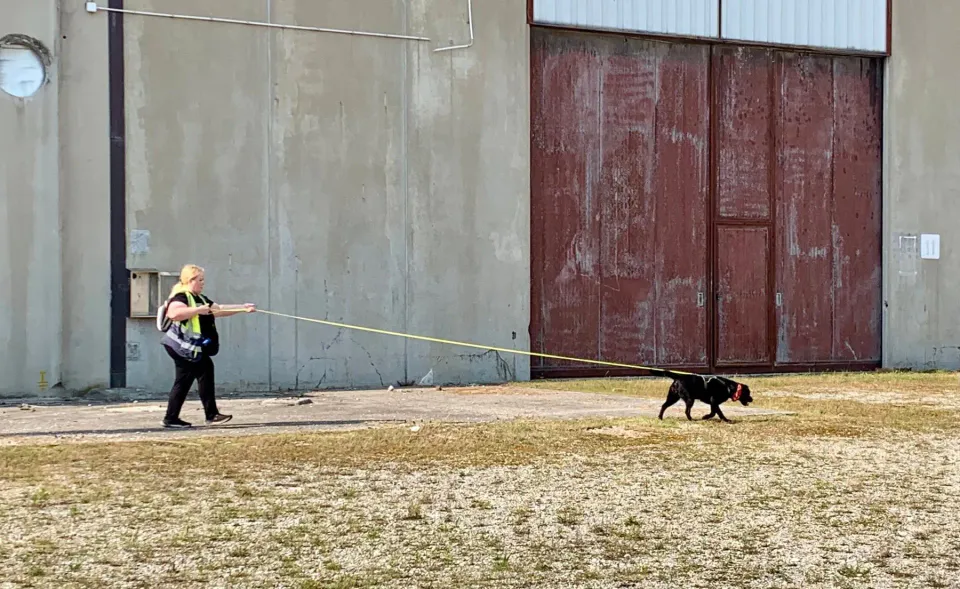 Foto GEM DOG A.S.D.: Corso tecnici di mantrailing FISC di primo livello, Leproso, 17 maggio 2025, foto 16 di 24