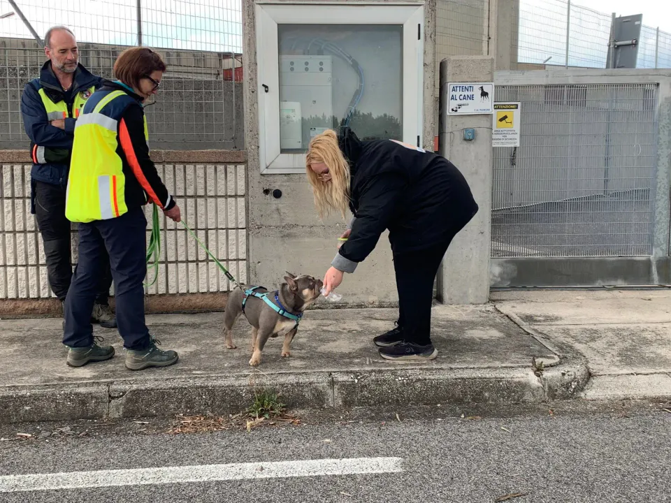 Foto GEM DOG A.S.D.: Corso tecnici di mantrailing FISC di primo livello, Leproso, 17 maggio 2025, foto 19 di 24