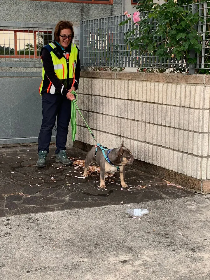 Foto GEM DOG A.S.D.: Corso tecnici di mantrailing FISC di primo livello, Leproso, 17 maggio 2025, foto 20 di 24