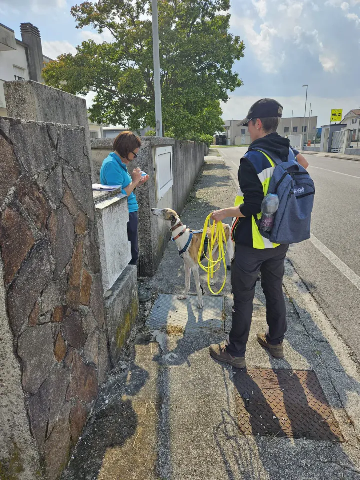 Foto GEM DOG A.S.D.: Corso tecnici di mantrailing FISC di primo livello, Leproso, 17 maggio 2025, foto 21 di 24