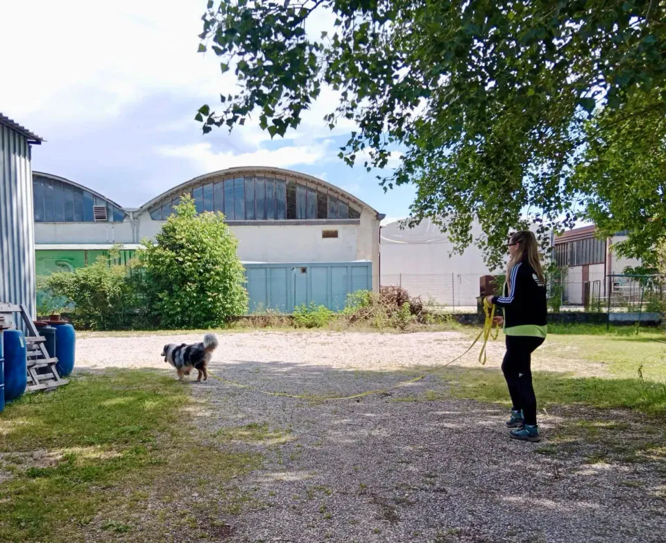 Foto GEM DOG A.S.D.: Giornata di avvicinamento al mantrailing, Leproso, 24 maggio 2025, foto 4 di 17