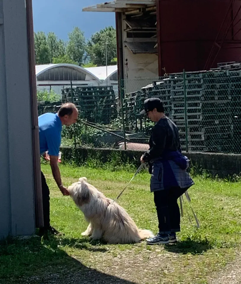 Foto GEM DOG A.S.D.: Giornata di avvicinamento al mantrailing, Leproso, 24 maggio 2025, foto 10 di 17
