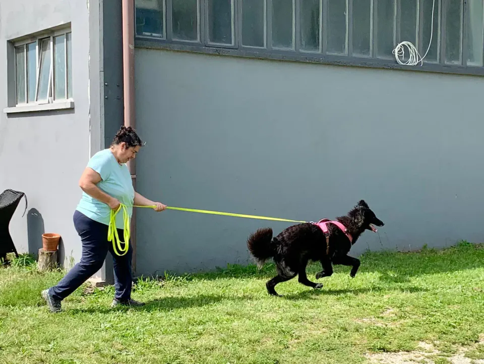 Foto GEM DOG A.S.D.: Giornata di avvicinamento al mantrailing, Leproso, 24 maggio 2025, foto 13 di 17