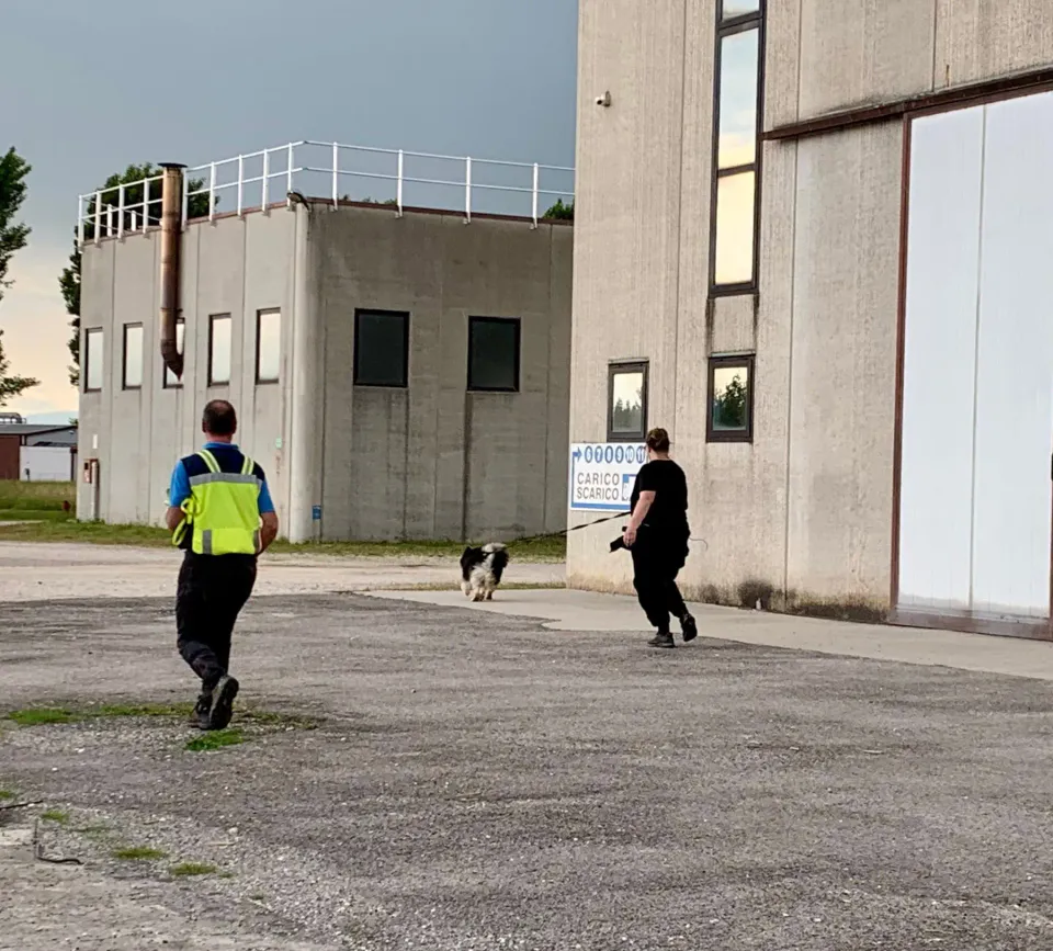 Foto GEM DOG A.S.D.: Giornata di avvicinamento al mantrailing, Leproso, 24 maggio 2025, foto 15 di 17