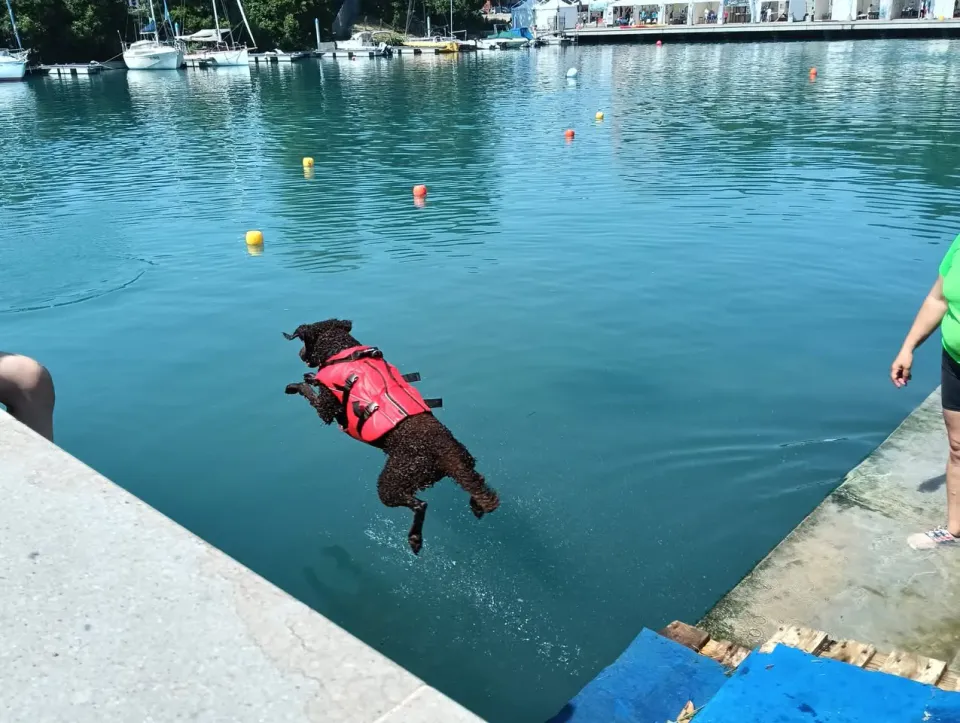 Foto GEM DOG A.S.D.: Gem Dog a Promomare, Monfalcone, 1 giugno 2025, foto 1 di 33