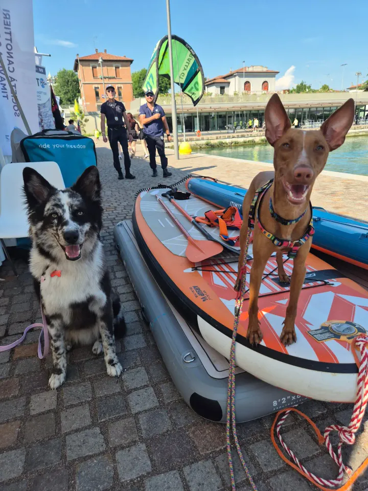 Foto GEM DOG A.S.D.: Gem Dog a Promomare, Monfalcone, 1 giugno 2025, foto 18 di 33