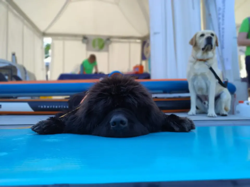 Foto GEM DOG A.S.D.: Gem Dog a Promomare, Monfalcone, 1 giugno 2025, foto 24 di 33