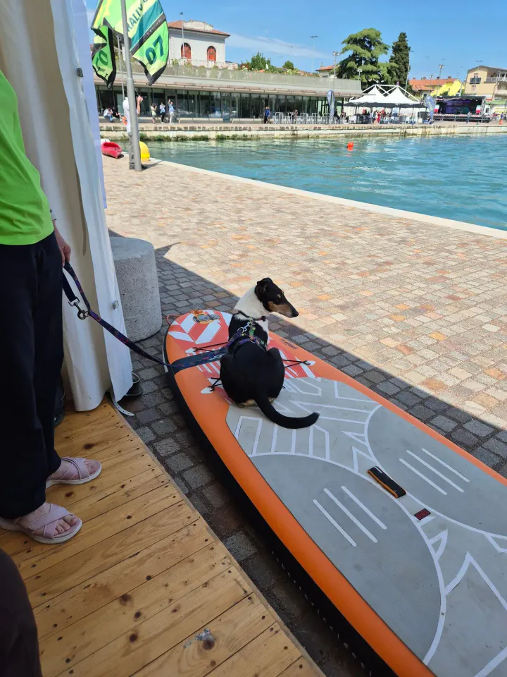 Foto GEM DOG A.S.D.: Gem Dog a Promomare, Monfalcone, 1 giugno 2025, foto 28 di 33