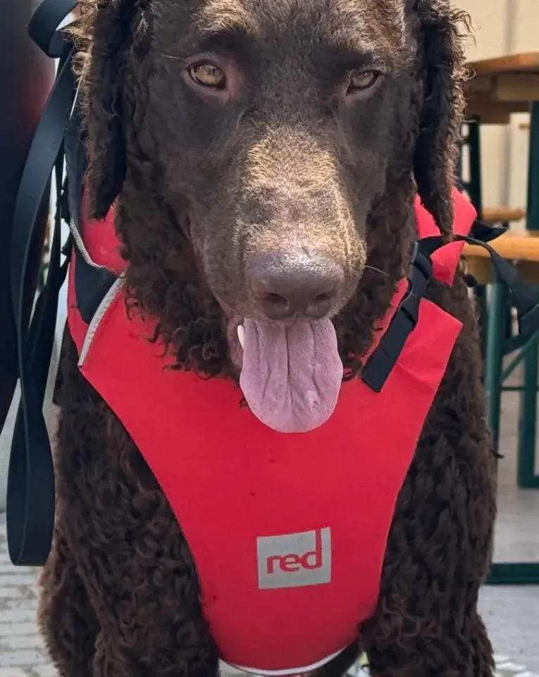 Foto GEM DOG A.S.D.: Gem Dog a Promomare, Monfalcone, 1 giugno 2025, foto 31 di 33