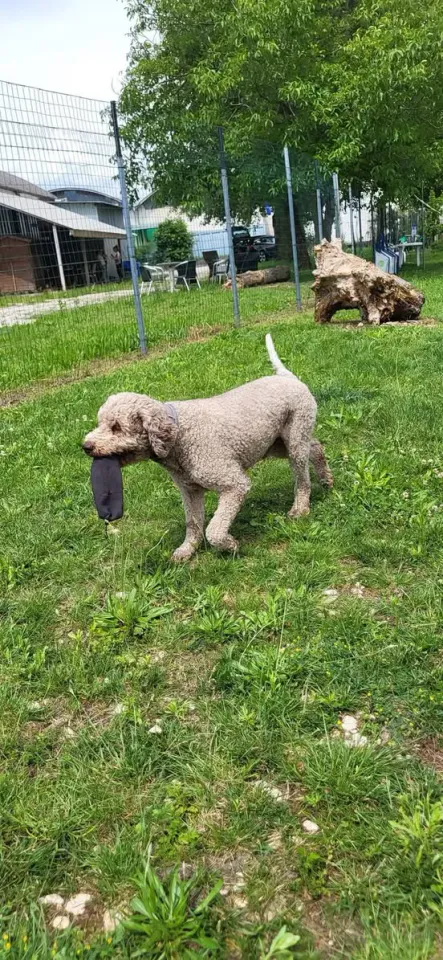 Foto GEM DOG A.S.D.: Chi ri-cerca trova, giochi di fiuto, Leproso, 22 giugno 2025, foto 1 di 9