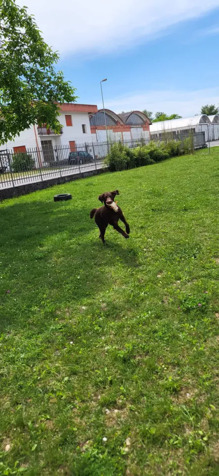 Foto GEM DOG A.S.D.: Chi ri-cerca trova, giochi di fiuto, Leproso, 22 giugno 2025, foto 2 di 9