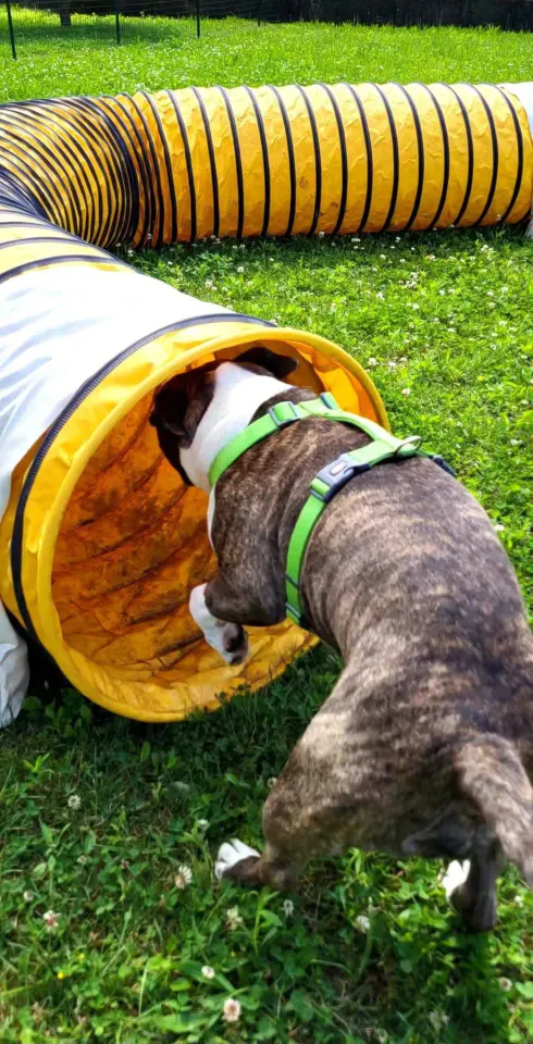 Foto GEM DOG A.S.D.: Chi ri-cerca trova, giochi di fiuto, Leproso, 22 giugno 2025, foto 4 di 9