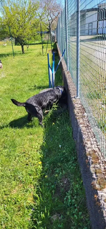Foto GEM DOG A.S.D.: Chi ri-cerca trova, giochi di fiuto, Leproso, 22 giugno 2025, foto 5 di 9