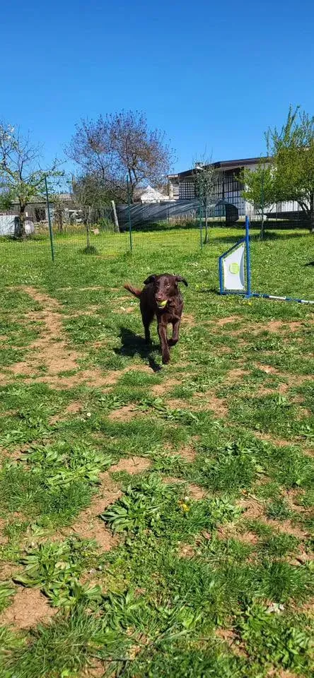 Foto GEM DOG A.S.D.: Chi ri-cerca trova, giochi di fiuto, Leproso, 22 giugno 2025, foto 6 di 9