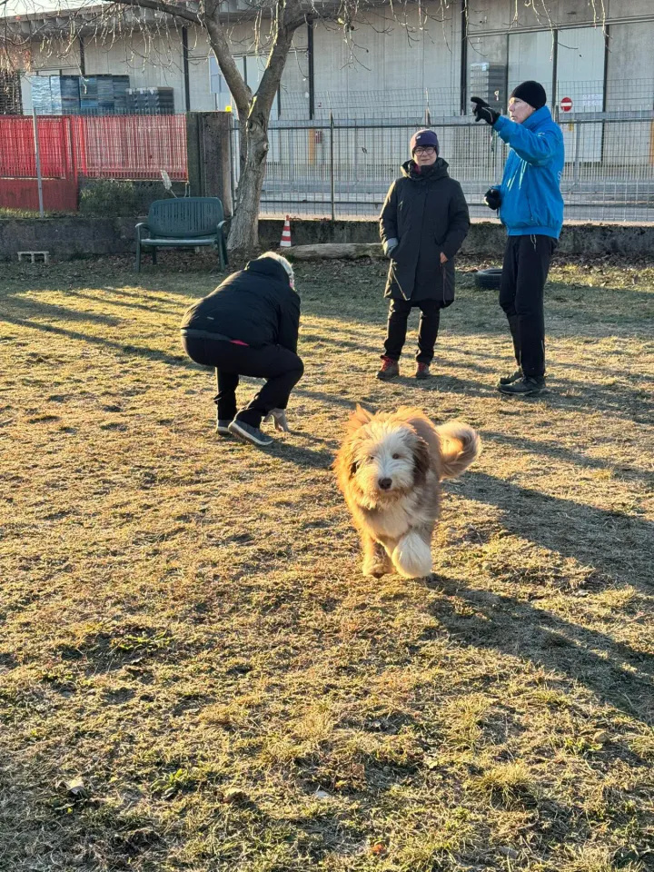 Foto GEM DOG A.S.D.: Chi ri-cerca trova, giochi di fiuto, Leproso, 22 giugno 2025, foto 8 di 9
