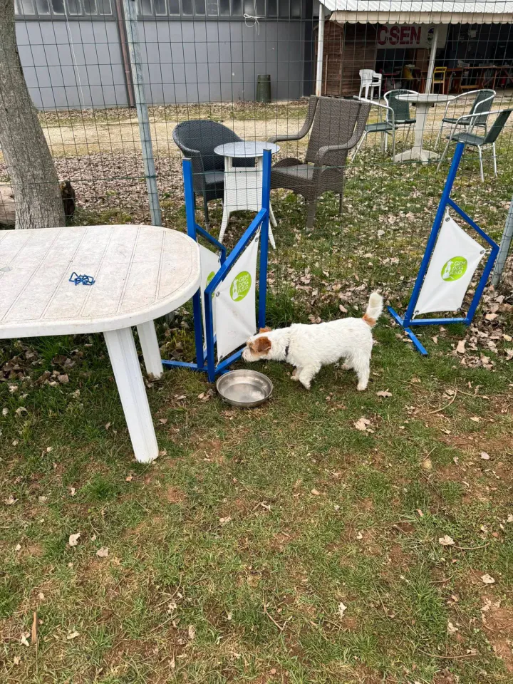 Foto GEM DOG A.S.D.: Chi ri-cerca trova, giochi di fiuto, Leproso, 22 giugno 2025, foto 9 di 9