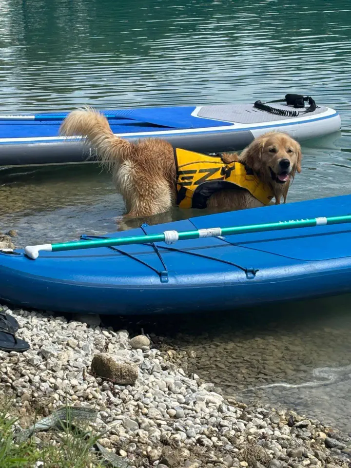 Foto GEM DOG A.S.D.: Giornata di dog SUP, 3 agosto 2025, foto 13 di 27