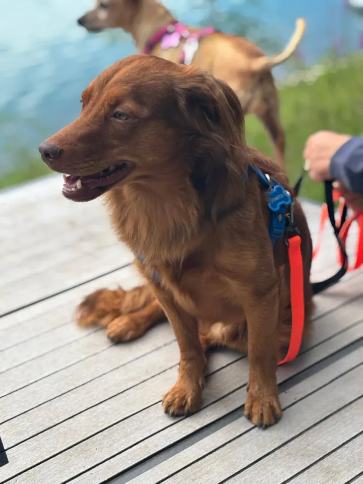 Foto GEM DOG A.S.D.: Giornata di dog SUP, 3 agosto 2025, foto 24 di 27