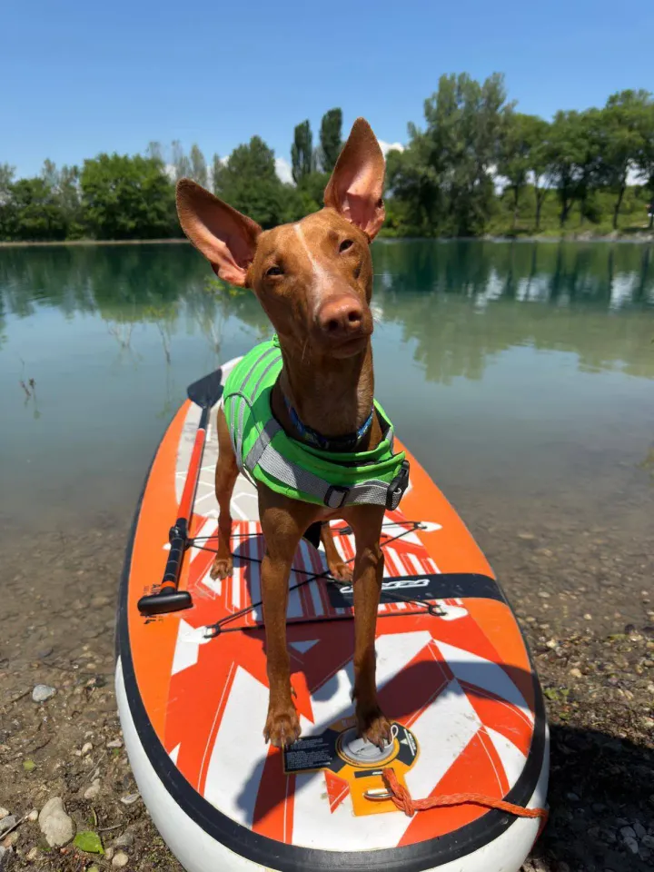 Foto GEM DOG A.S.D.: Giornata di dog SUP, 3 agosto 2025, foto 27 di 27