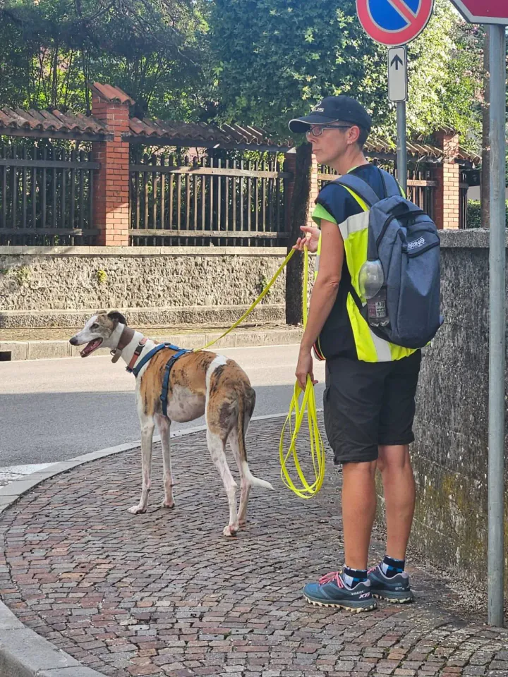 Foto GEM DOG A.S.D.: Allenamento di mantrailing, 31 agosto 2025, foto 5 di 13