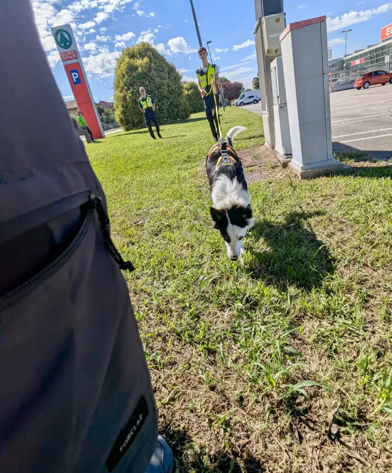 Foto GEM DOG A.S.D.: Allenamento di mantrailing, 31 agosto 2025, foto 6 di 13