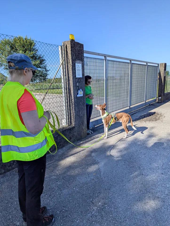 Foto GEM DOG A.S.D.: Allenamento di mantrailing, 31 agosto 2025, foto 7 di 13