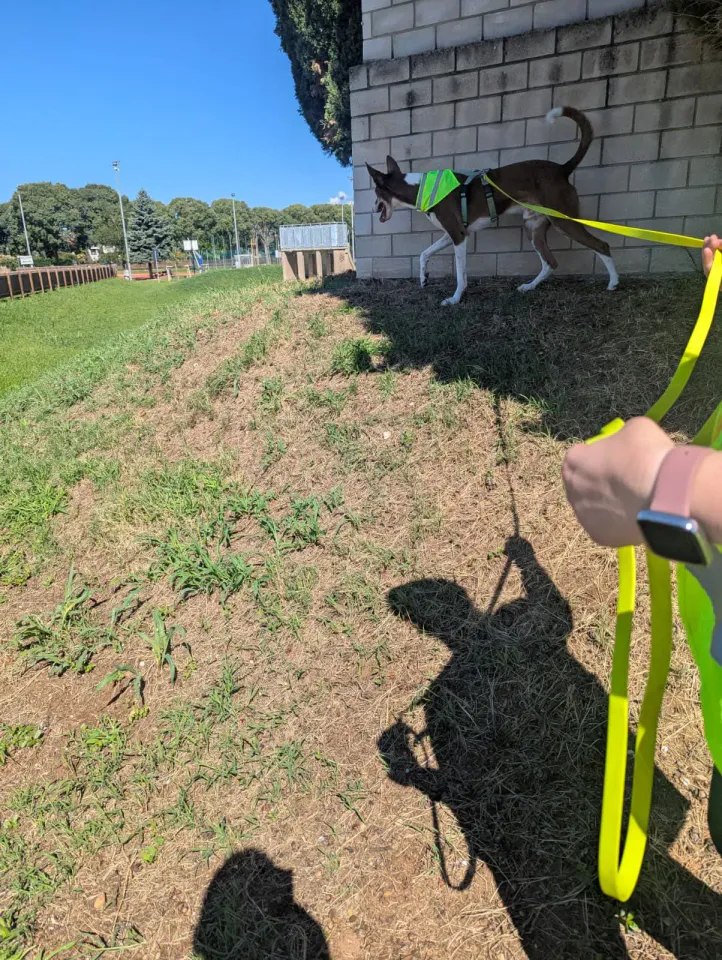 Foto GEM DOG A.S.D.: Allenamento di mantrailing, 31 agosto 2025, foto 12 di 13