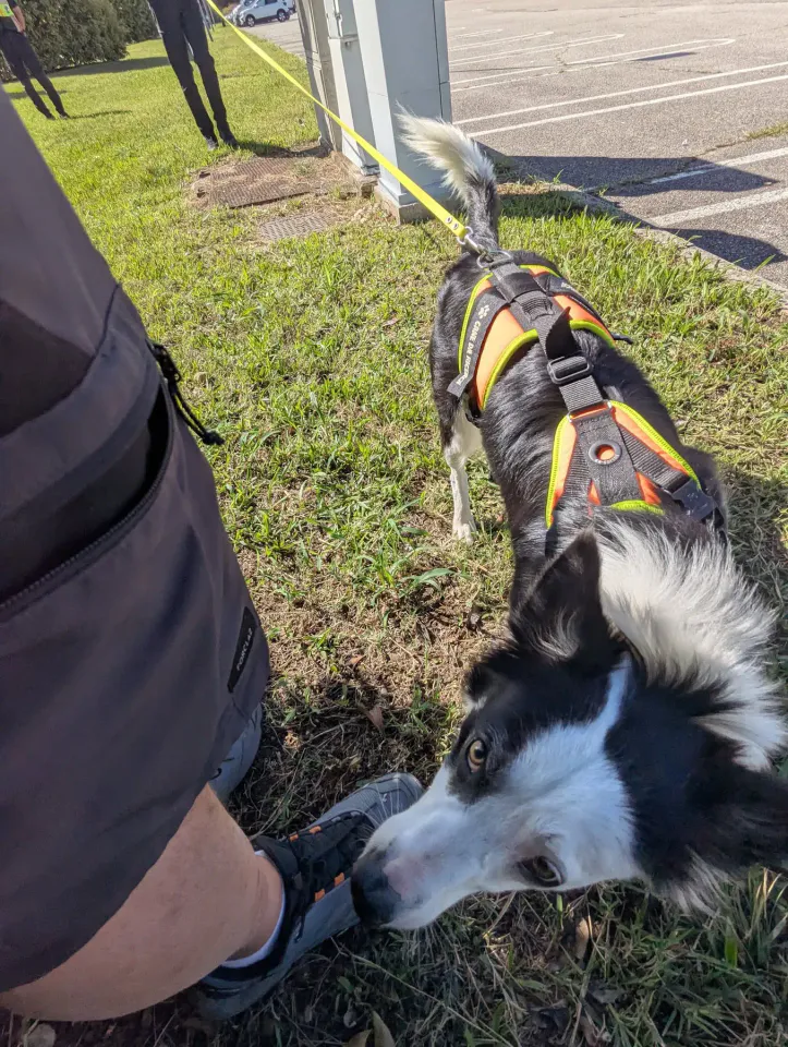 Foto GEM DOG A.S.D.: Allenamento di mantrailing, 31 agosto 2025, foto 13 di 13
