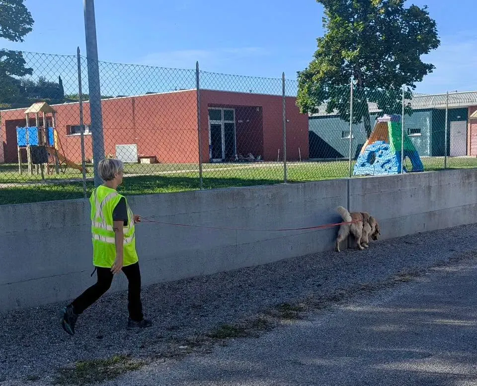 Foto GEM DOG A.S.D.: Allenamento di mantrailing, 20 settembre 2025, foto 3 di 17