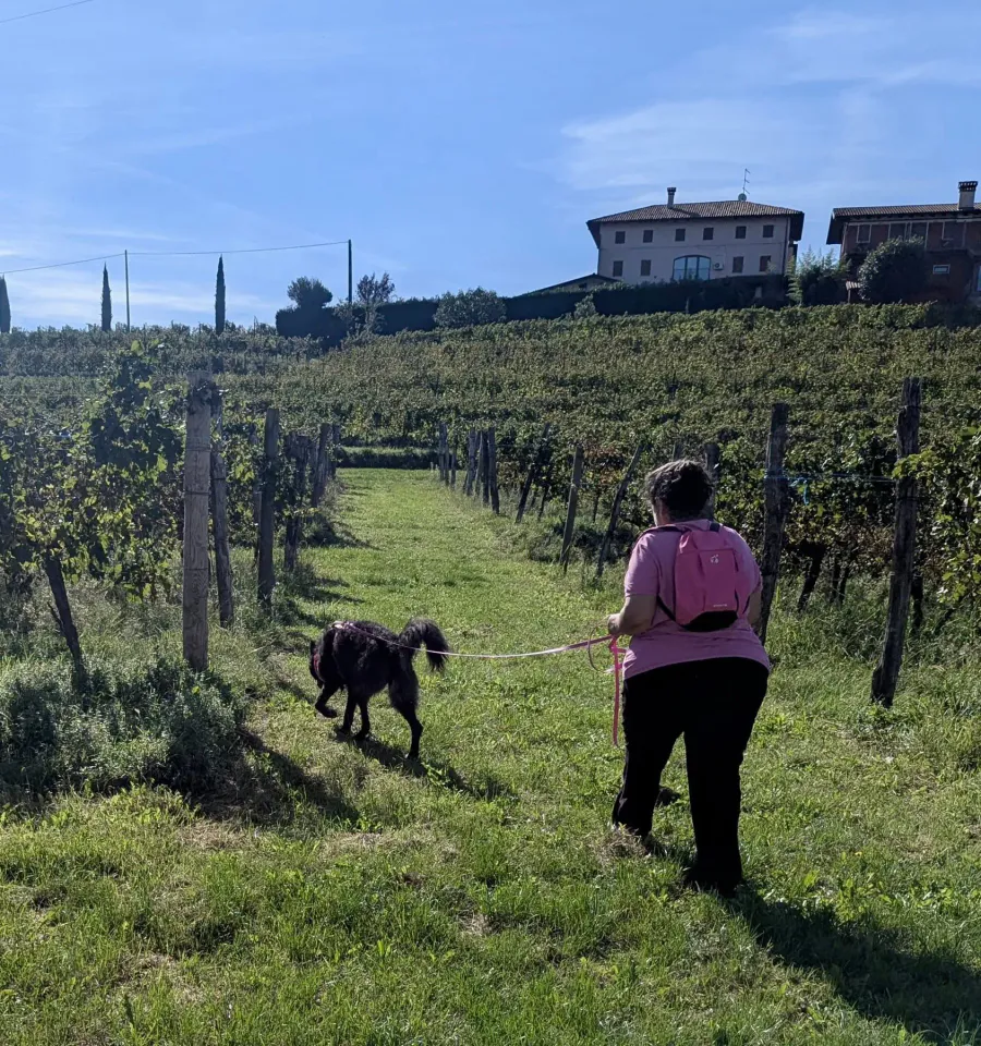 Foto GEM DOG A.S.D.: Allenamento di mantrailing, 20 settembre 2025, foto 5 di 17
