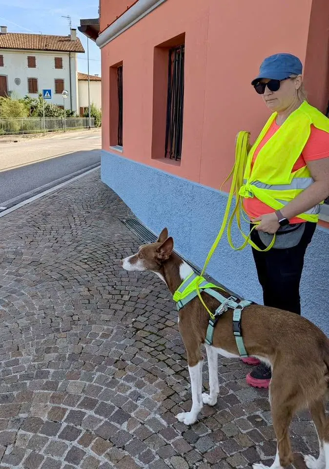 Foto GEM DOG A.S.D.: Allenamento di mantrailing, 20 settembre 2025, foto 6 di 17