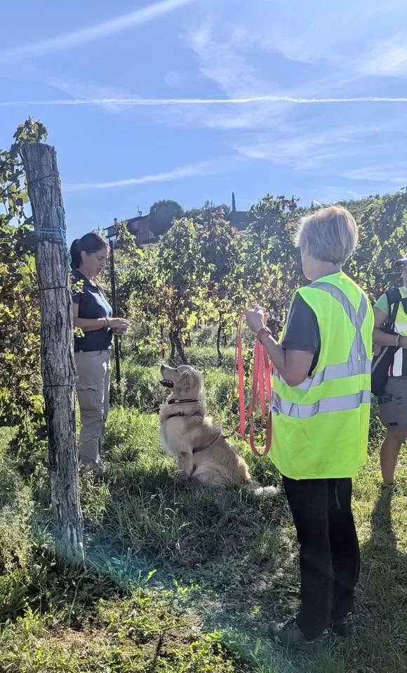 Foto GEM DOG A.S.D.: Allenamento di mantrailing, 20 settembre 2025, foto 7 di 17
