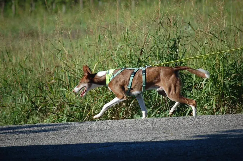 Foto GEM DOG A.S.D.: Allenamento di mantrailing, 20 settembre 2025, foto 9 di 17