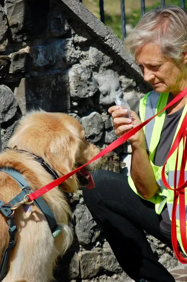 Foto GEM DOG A.S.D.: Allenamento di mantrailing, 20 settembre 2025, foto 10 di 17