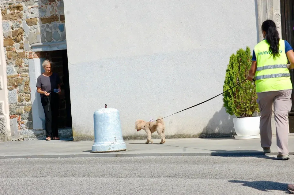 Foto GEM DOG A.S.D.: Allenamento di mantrailing, 20 settembre 2025, foto 11 di 17