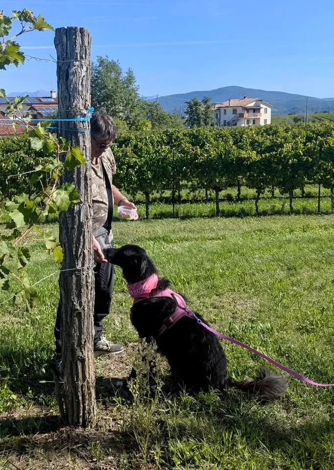 Foto GEM DOG A.S.D.: Allenamento di mantrailing, 20 settembre 2025, foto 12 di 17