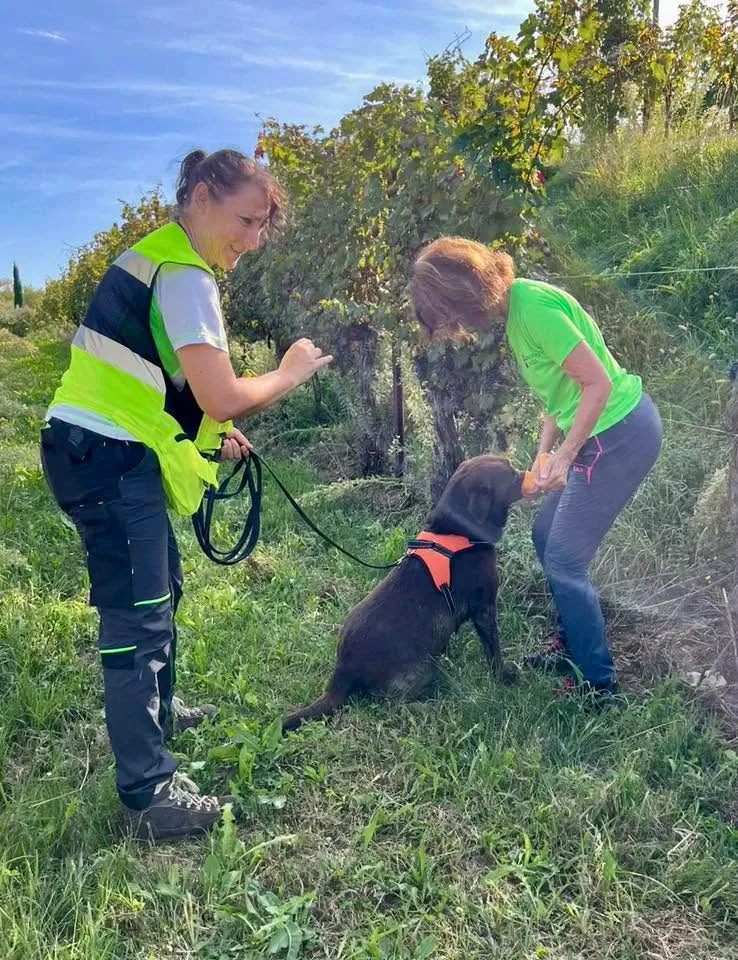 Foto GEM DOG A.S.D.: Allenamento di mantrailing, 20 settembre 2025, foto 13 di 17