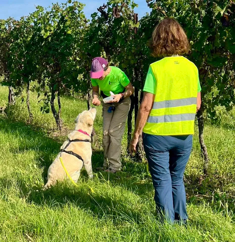 Foto GEM DOG A.S.D.: Allenamento di mantrailing, 20 settembre 2025, foto 14 di 17