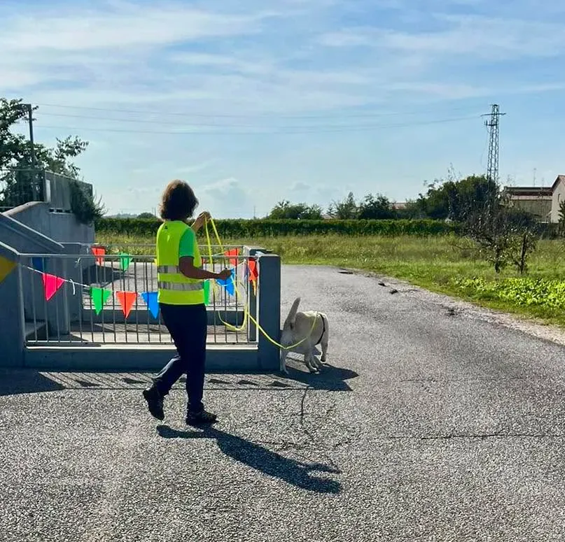Foto GEM DOG A.S.D.: Allenamento di mantrailing, 20 settembre 2025, foto 16 di 17