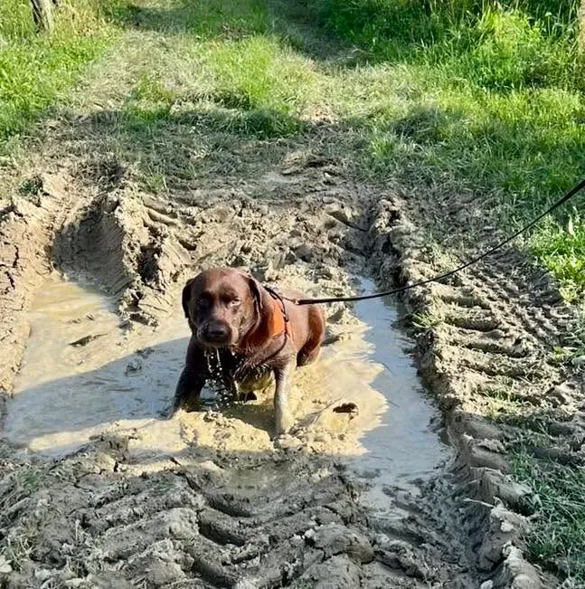 Foto GEM DOG A.S.D.: Allenamento di mantrailing, 20 settembre 2025, foto 17 di 17