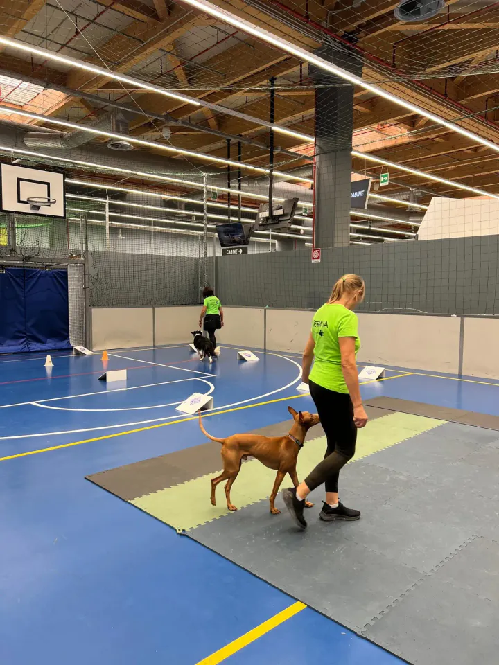 Foto GEM DOG A.S.D.: Club day Decathlon, Villesse, 27 settembre 2025, foto 2 di 3