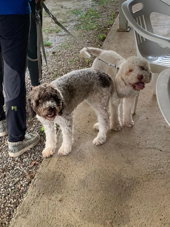 Foto GEM DOG A.S.D.: Gara interregionale di mantrailing FISC, Leproso, 28 settembre 2025, foto 11 di 12