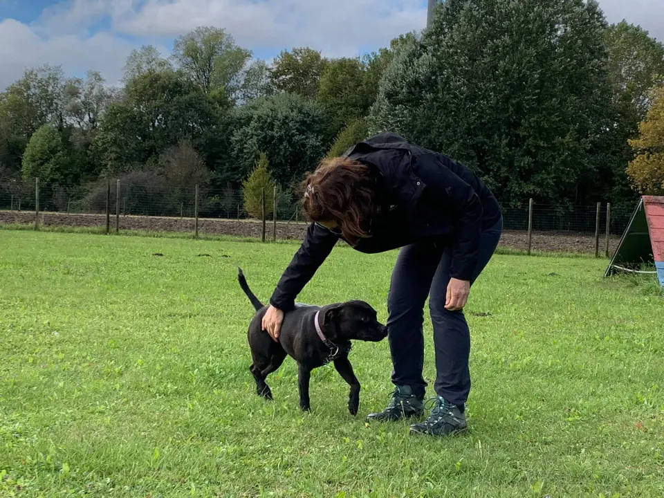 Foto GEM DOG A.S.D.: Gara interregionale di mantrailing FISC, Casier, 5 ottobre 2025, foto 2 di 5