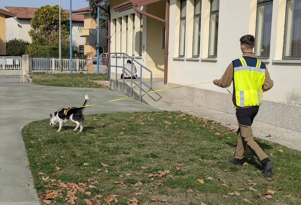 Foto GEM DOG A.S.D.: Allenamento di mantrailing, 19 ottobre 2025, foto 5 di 21