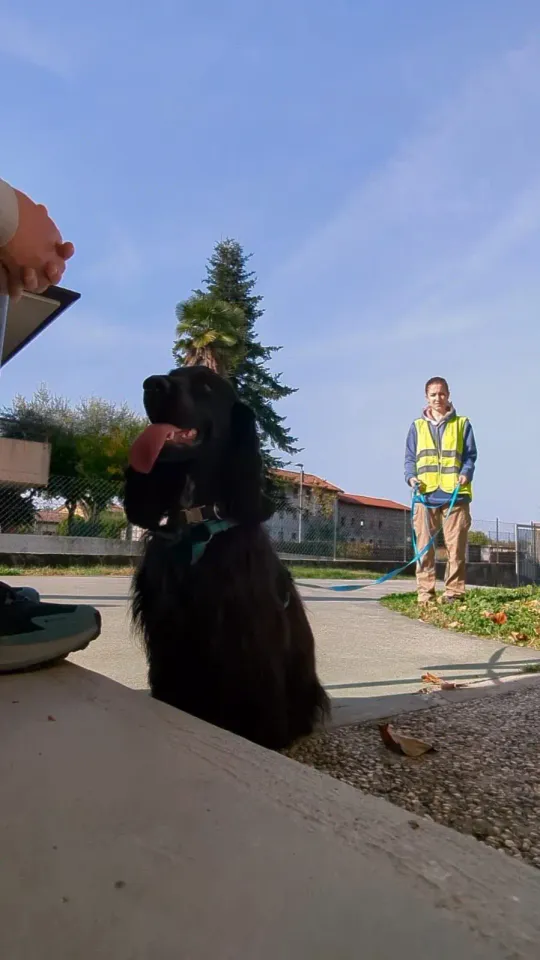Foto GEM DOG A.S.D.: Allenamento di mantrailing, 19 ottobre 2025, foto 6 di 21