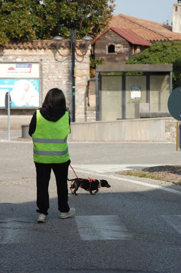 Foto GEM DOG A.S.D.: Allenamento di mantrailing, 19 ottobre 2025, foto 9 di 21