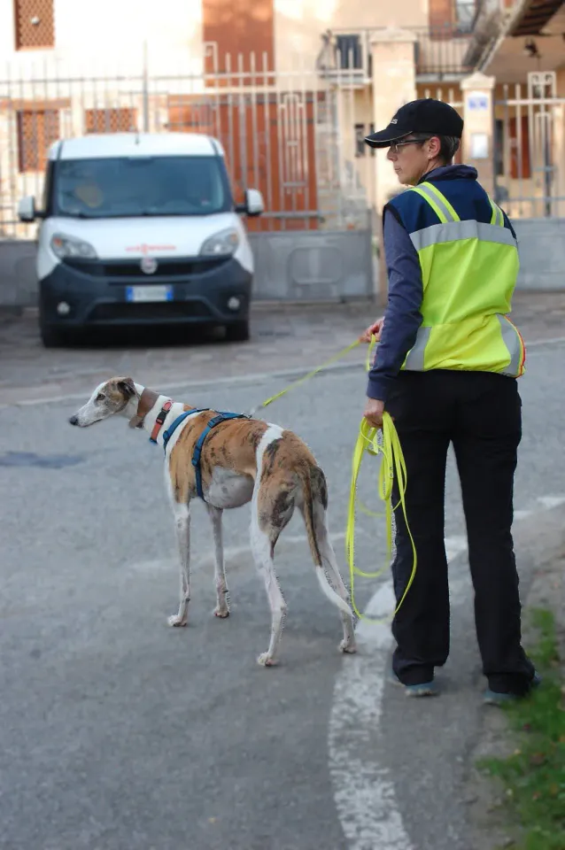 Foto GEM DOG A.S.D.: Allenamento di mantrailing, 19 ottobre 2025, foto 12 di 21
